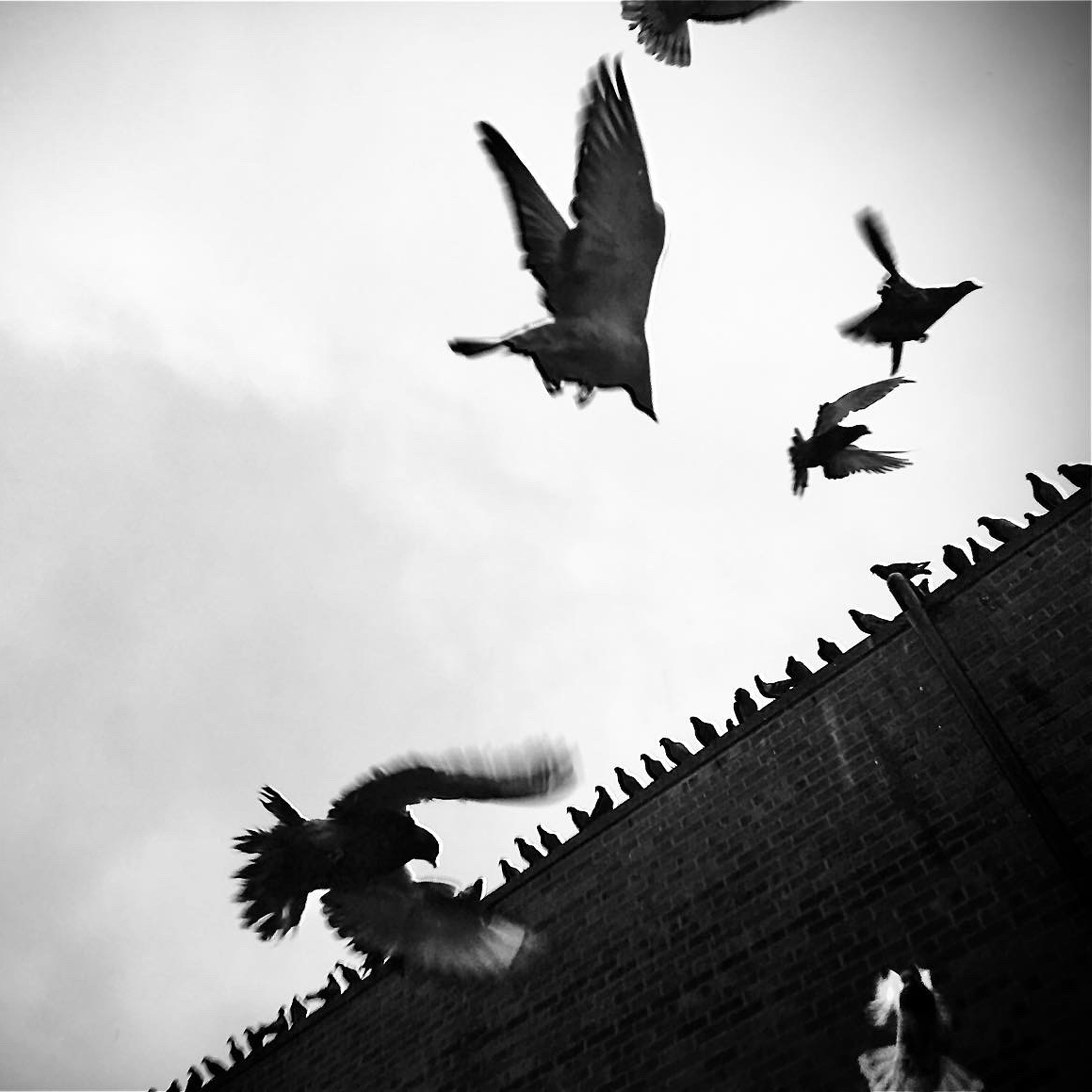 Birds_Hi-Res_3000x3000_d3bd96a0-965a-4374-b703-25d053607693.png